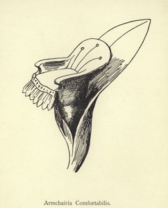 Armchairia Comfortabilis de Edward Lear